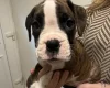 Boxer