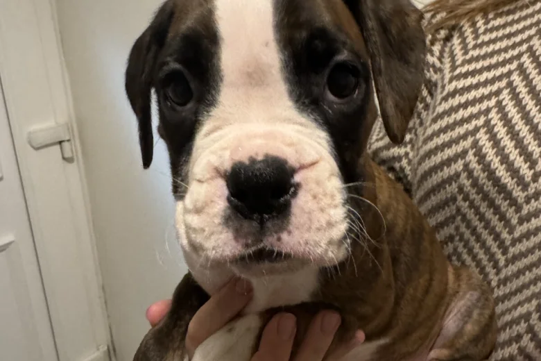 Boxer