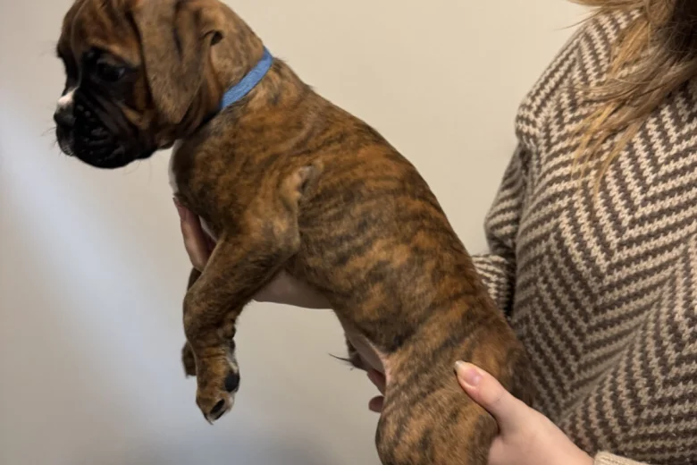 Boxer