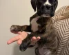 Boxer