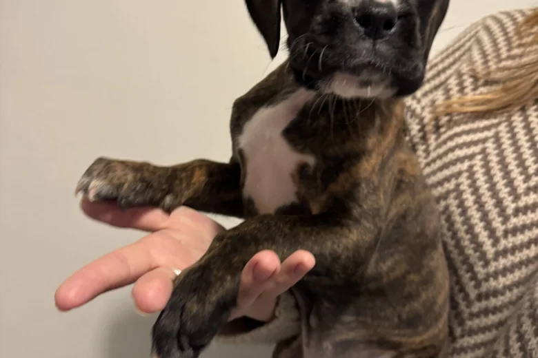 Boxer