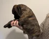 Boxer