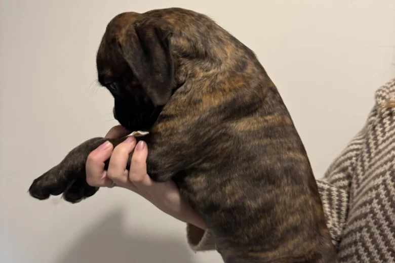 Boxer