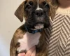 Boxer