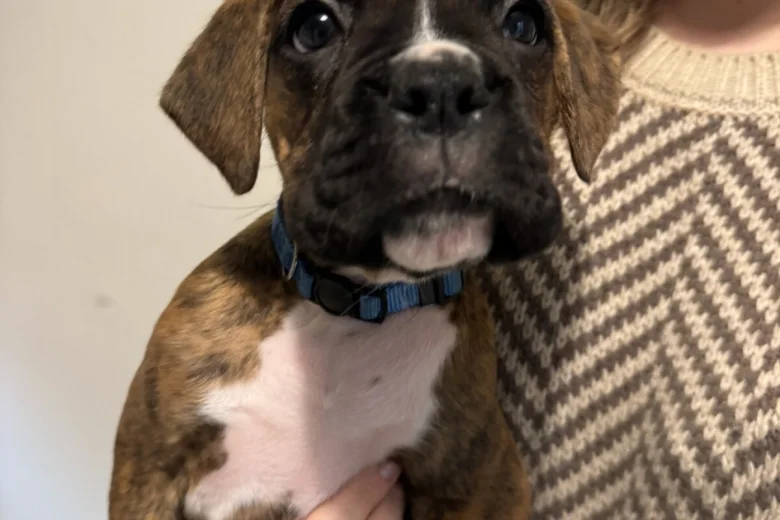 Boxer