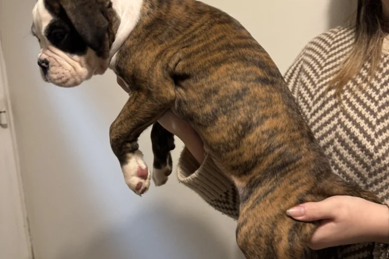 Boxer