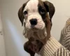 Boxer