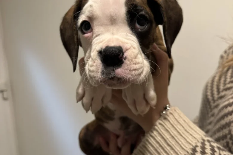 Boxer