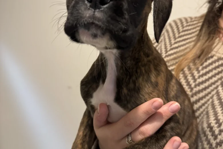 Boxer