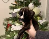 Boxer