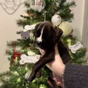 Boxer