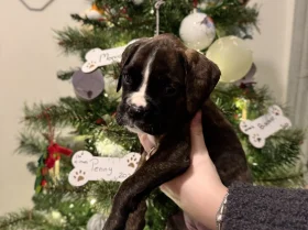 Boxer