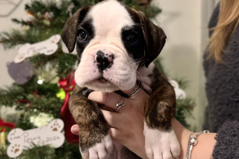 Boxer