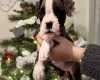 Boxer