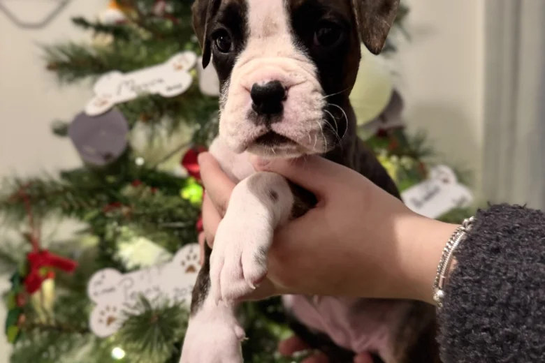 Boxer
