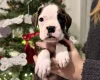 Boxer