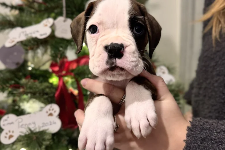 Boxer