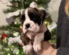 Boxer