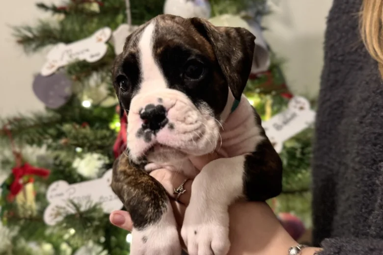 Boxer