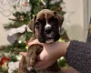 Boxer