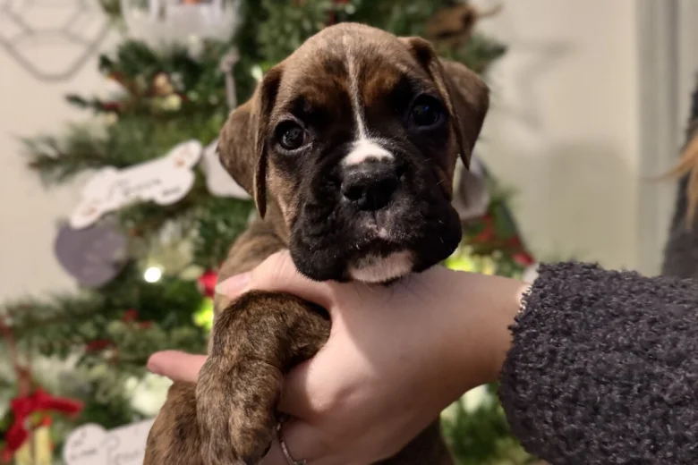 Boxer