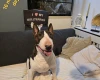 Bull Terrier