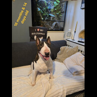Bull Terrier