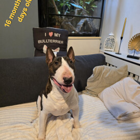 Bull Terrier