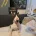 Bull Terrier
