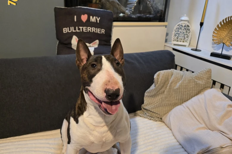 Bull Terrier