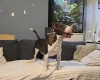 Bull Terrier