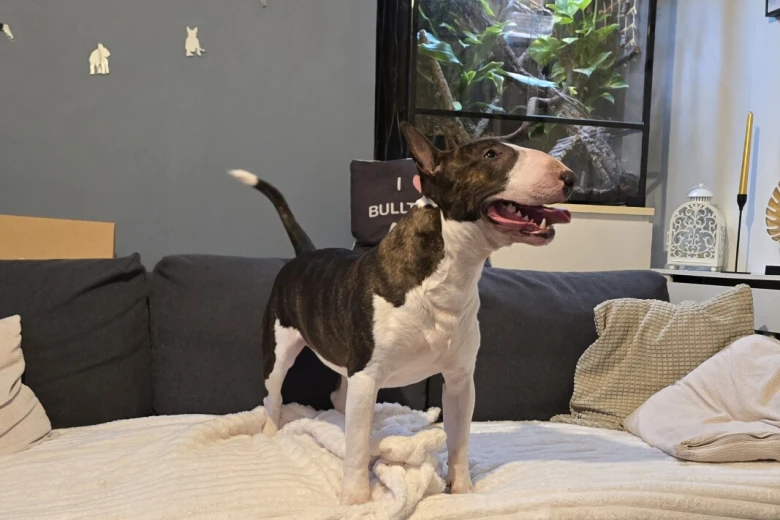 Bull Terrier