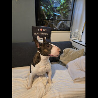 Bull Terrier