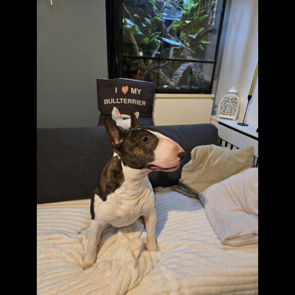 Bull Terrier