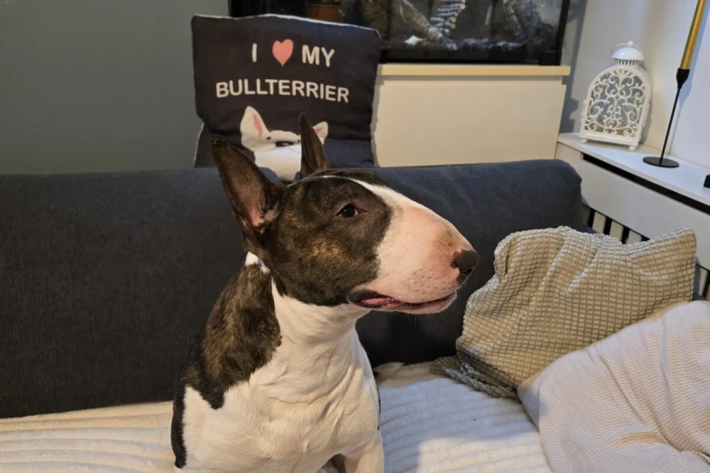 Bull Terrier