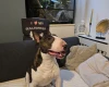 Bull Terrier