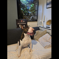 Bull Terrier