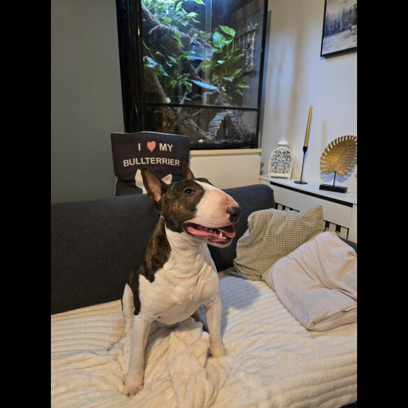 Bull Terrier