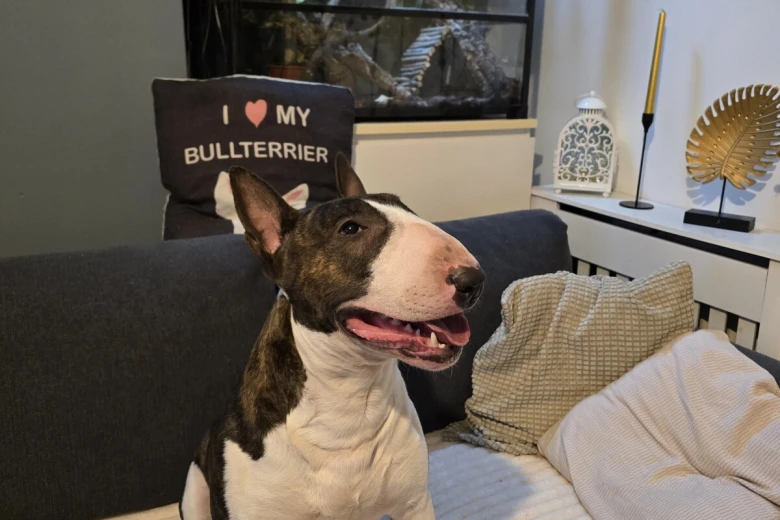 Bull Terrier