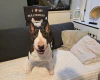 Bull Terrier