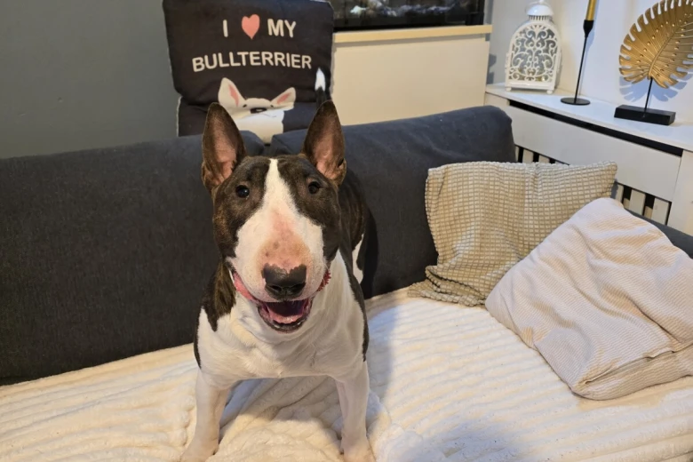 Bull Terrier