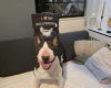 Bull Terrier