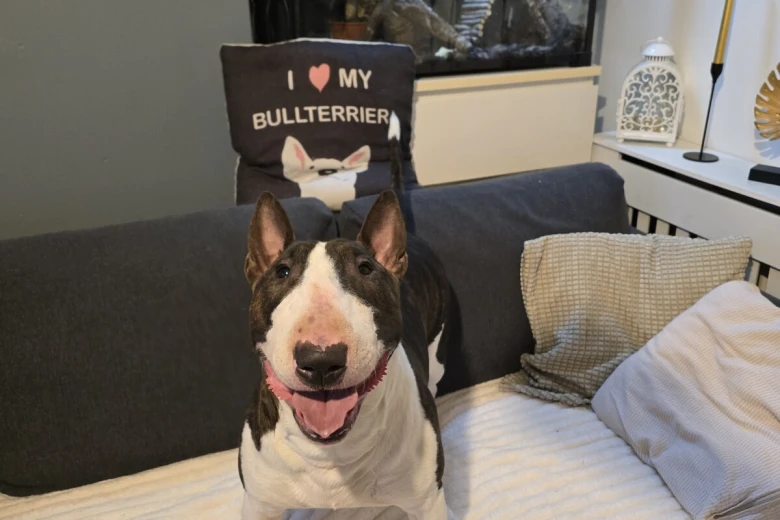 Bull Terrier