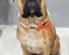 Bullmastiff