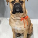 Bullmastiff