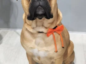 Bullmastiff