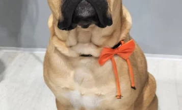 Bullmastiff