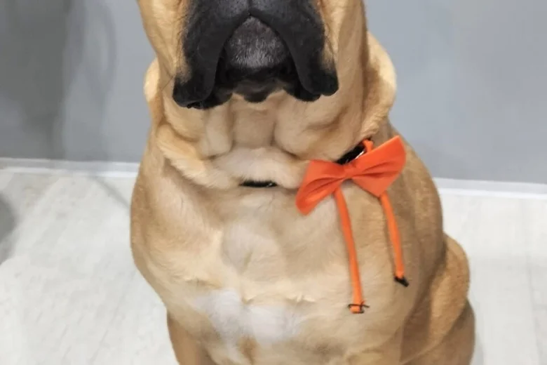 Bullmastiff