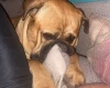 Bullmastiff