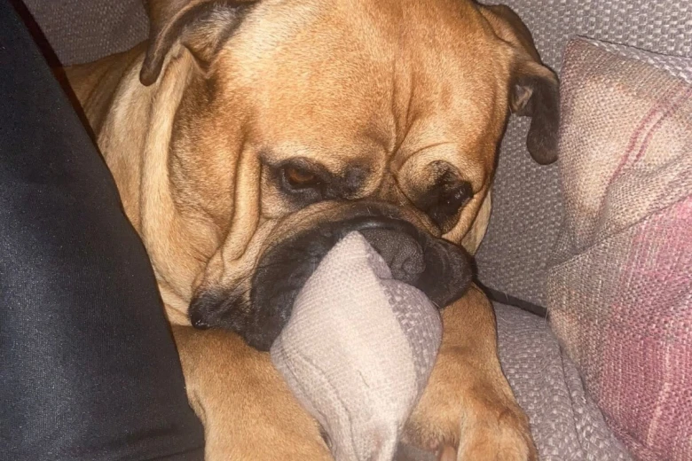 Bullmastiff